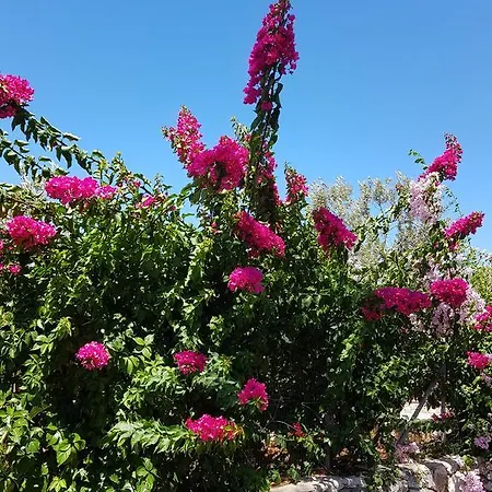 Alexia Ferentinou Apartament *